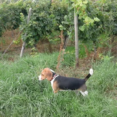 Jette Appartement Oestrich-Winkel