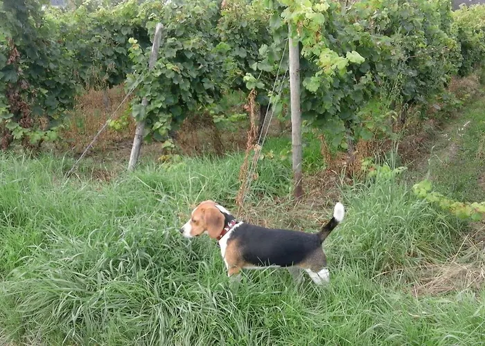 Jette 아파트 웨스트리크윈켈